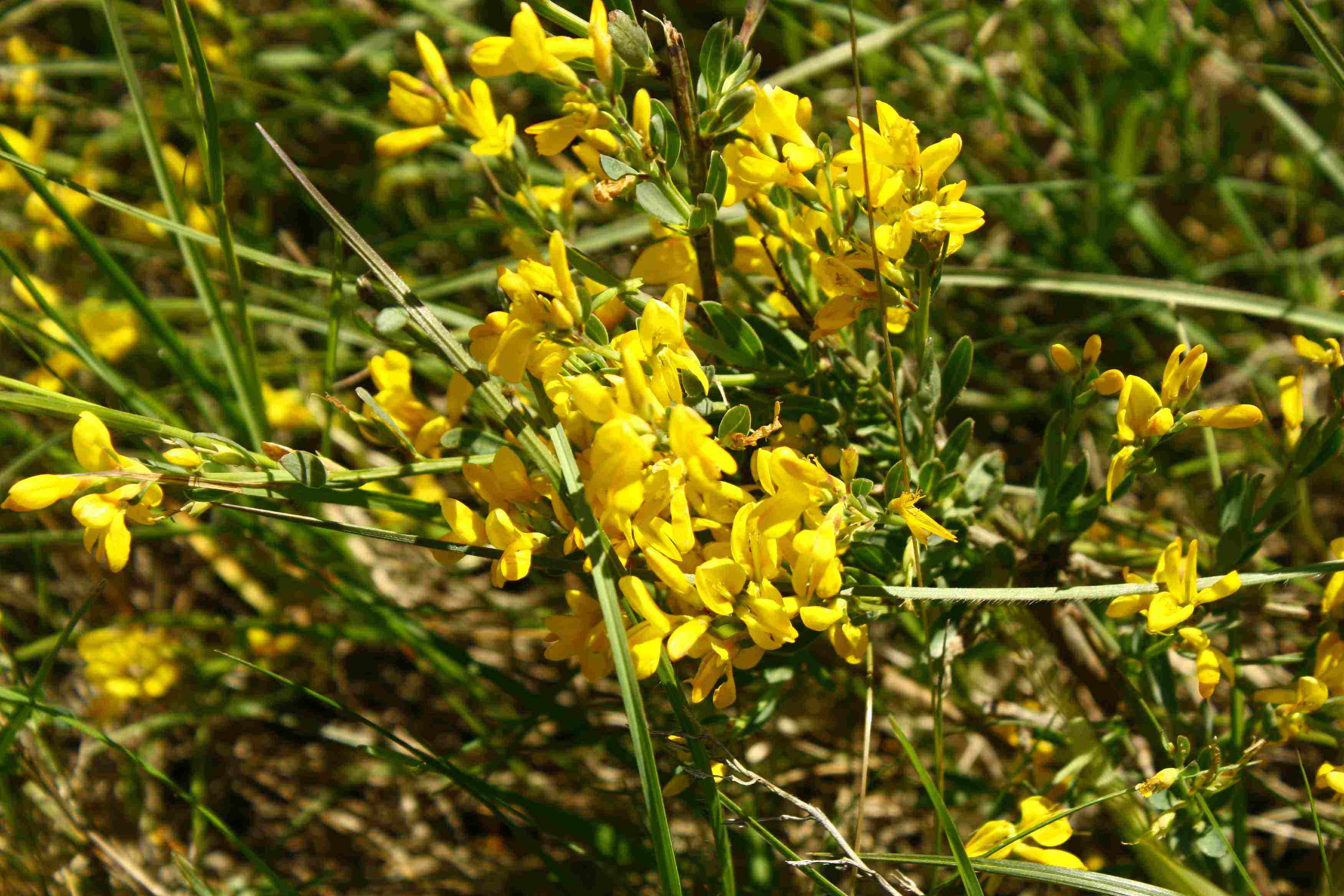 Fabacea - Genista sp.